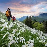 Tree Апартаменты