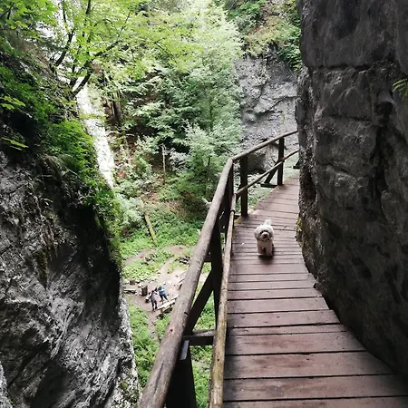 Tree 아파트 블레드