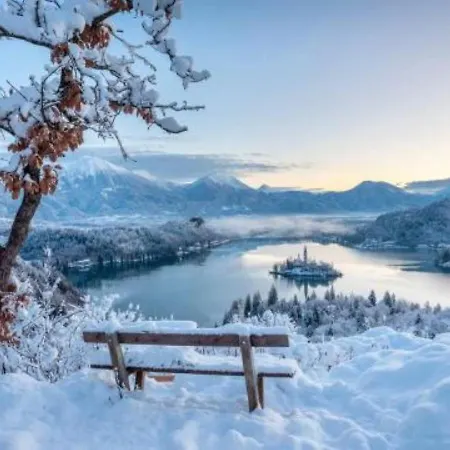 아파트 Tree 블레드