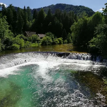 Tree 아파트 블레드